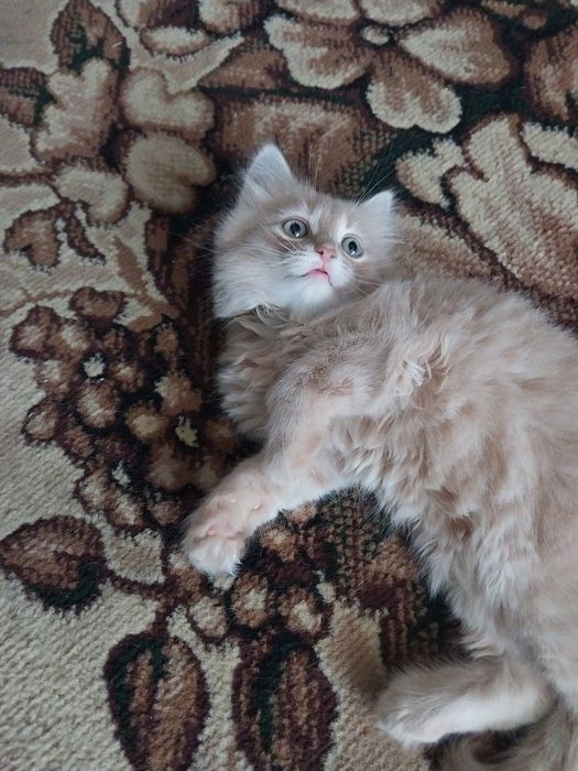 Отдам даром котёнка мальчик.