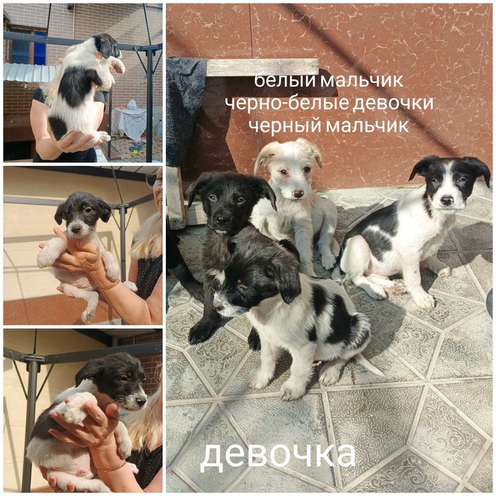 Пристраиваются в добрые ручки