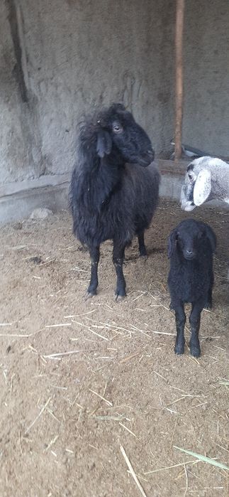 Она бола куй сотилади