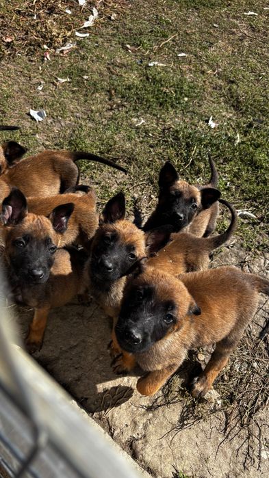 Cătei Malinois de vanzare