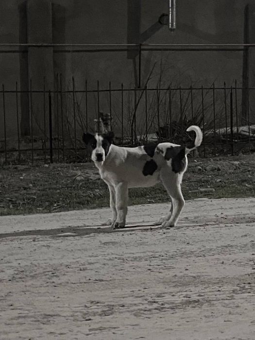 Алабай күшік сатылады