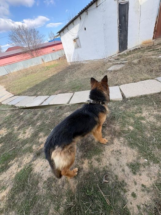 Собака, немецкая овчарка