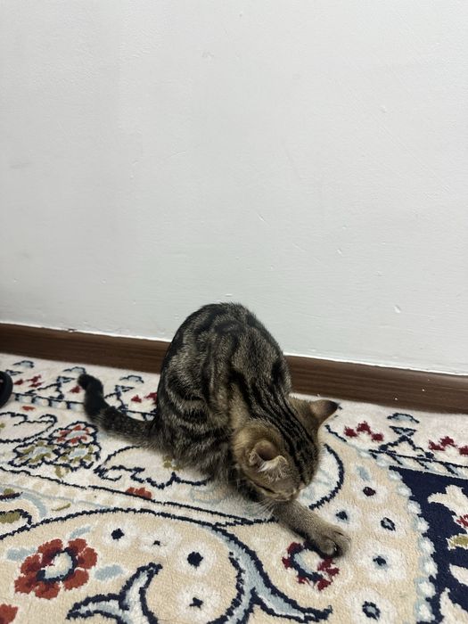 Котеночек вислоухий мальчик