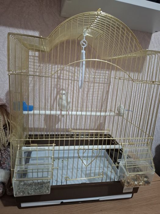 Продам попугай девочка. С клеткой  и со всеми принадлежностиями