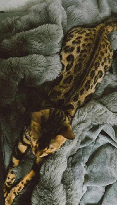 Отдам кошку Бенгалку