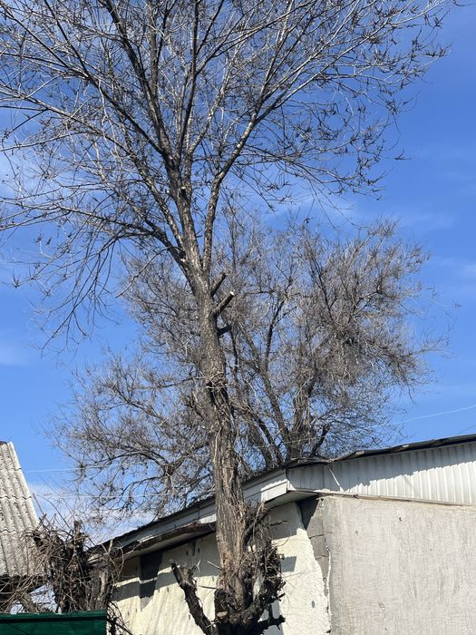 карагач дерево бесплатно