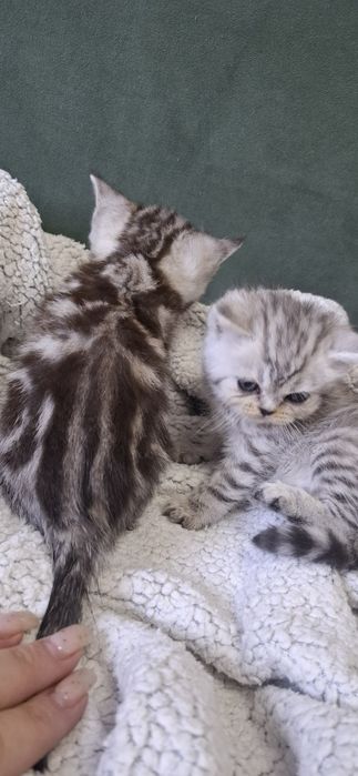 Британские котята