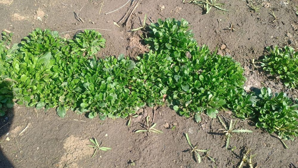 Рассада ромашки белая