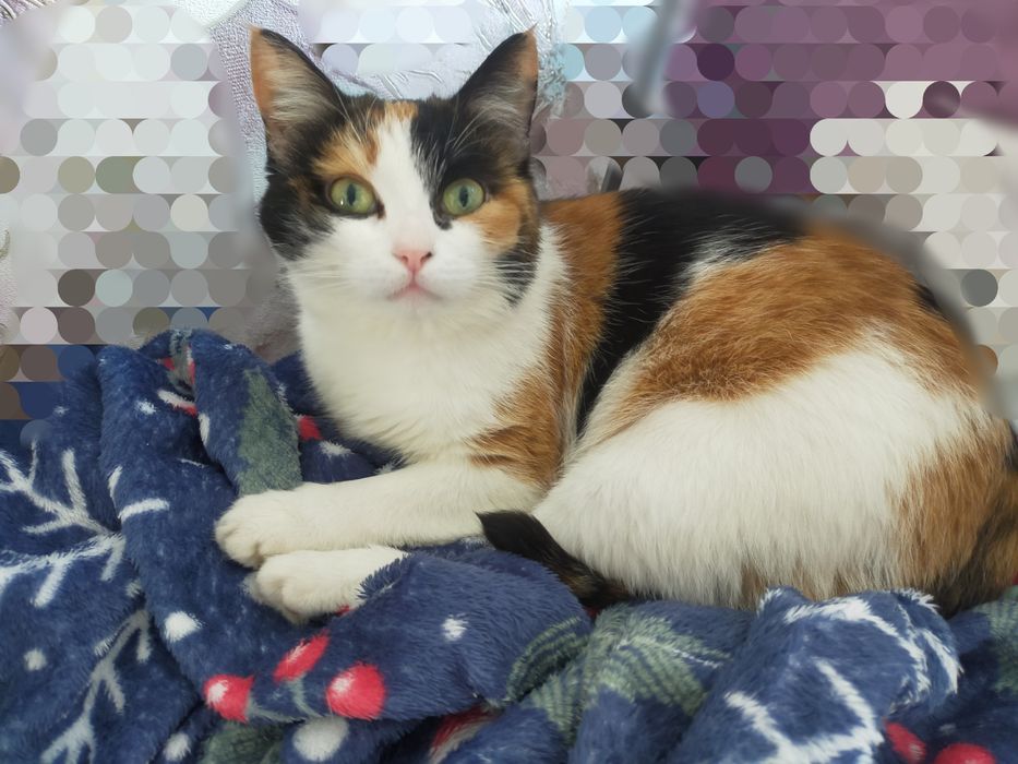 Отдам кошку в добры руки