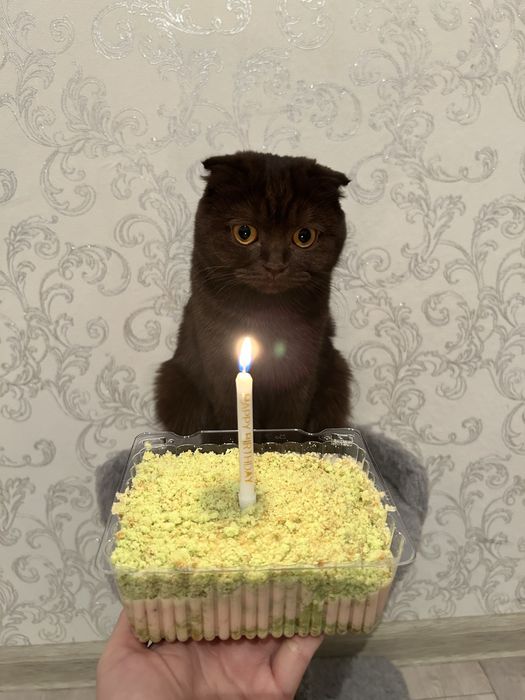 Срочно ищем кота для вязки