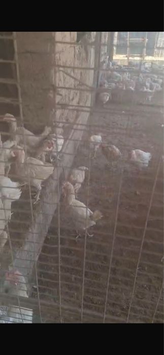 Куры несушки продам