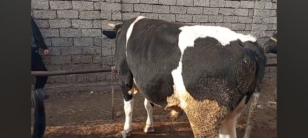 Бука бокма сотилади