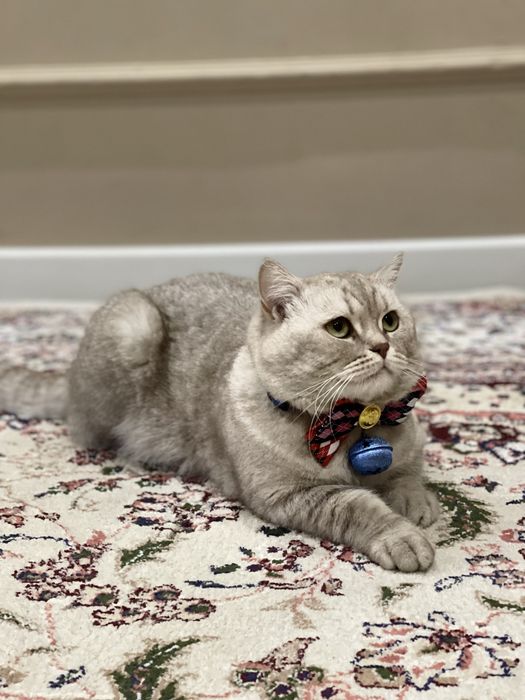 Вязка кошек. Nasl olishga mushuk. O’gil bola.Shinshila 3yosh.