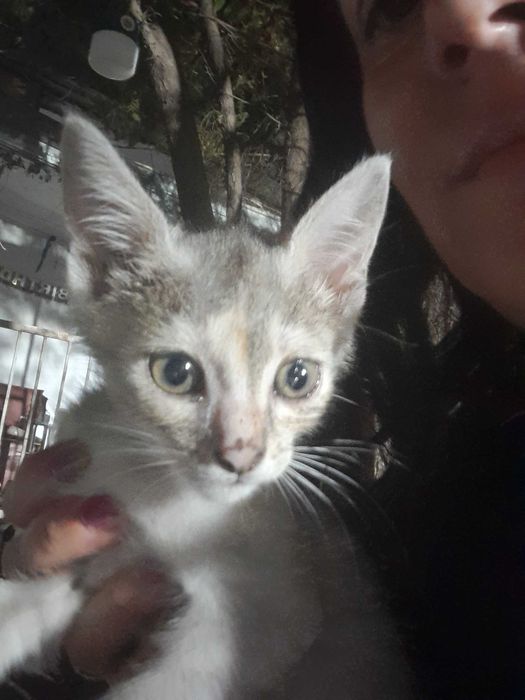 Ofer spre adoptie doua pisicut adorabile de doya luni jumate.