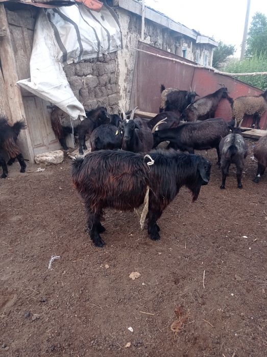 Обменяю козла на козу