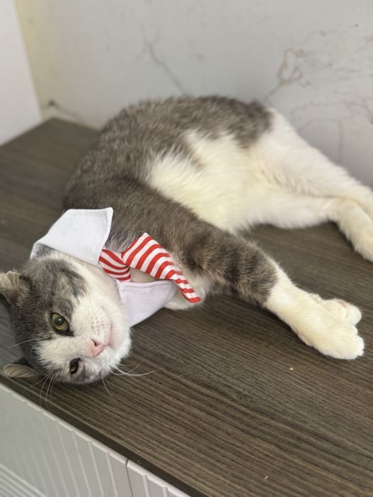 Кот по имени Фантик