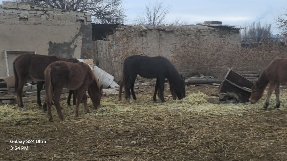Жабағылар, тайлар