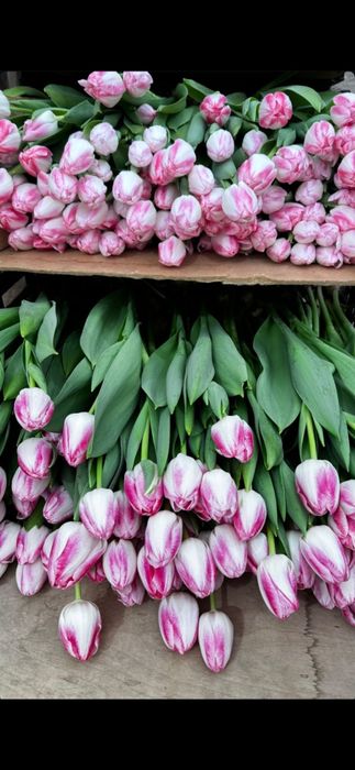 Тюльпаны по 200тг большой ассортимент