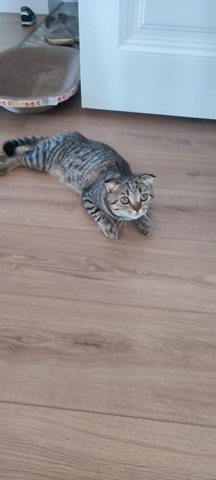 В хорошие руки шотландский веслоухий котенок