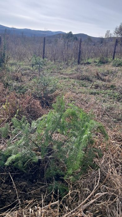 Продаётся дача в Заливе Иртыша