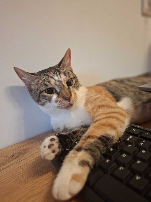Anunt Adoptie Pisca- Tisa