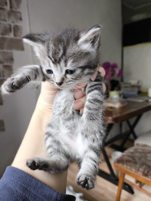 Продаю котят ,породистые