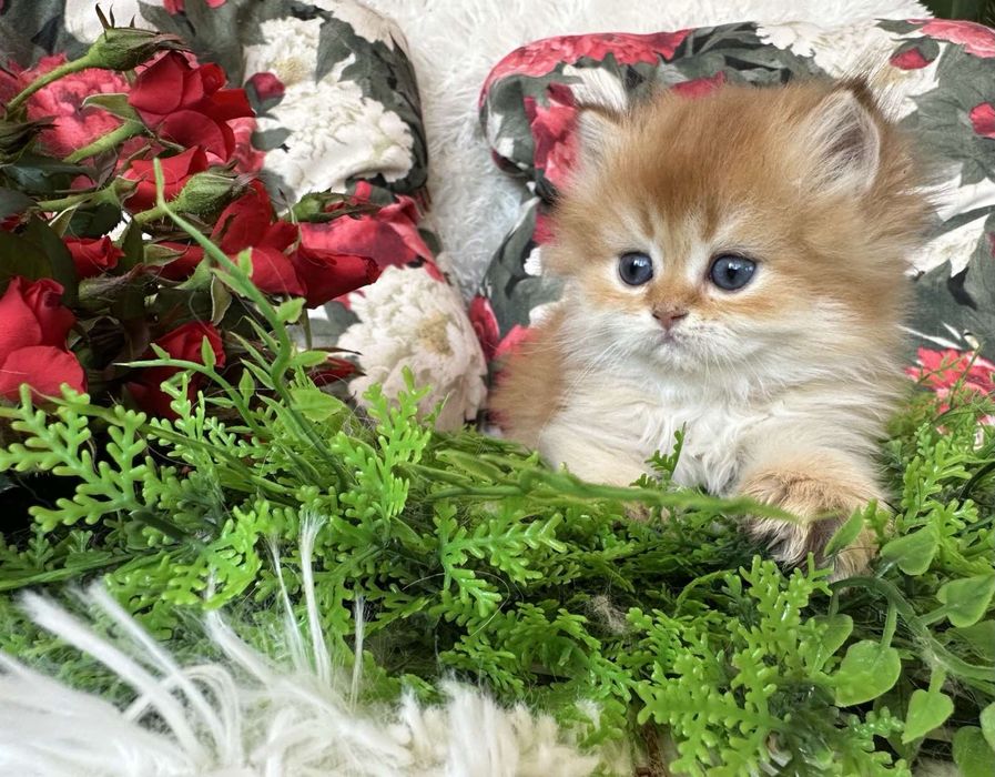 Златна чинчила -момченце