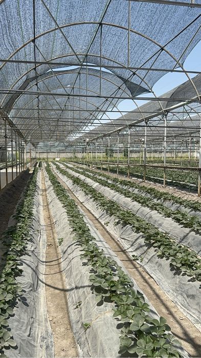 Теплица арендага берилади