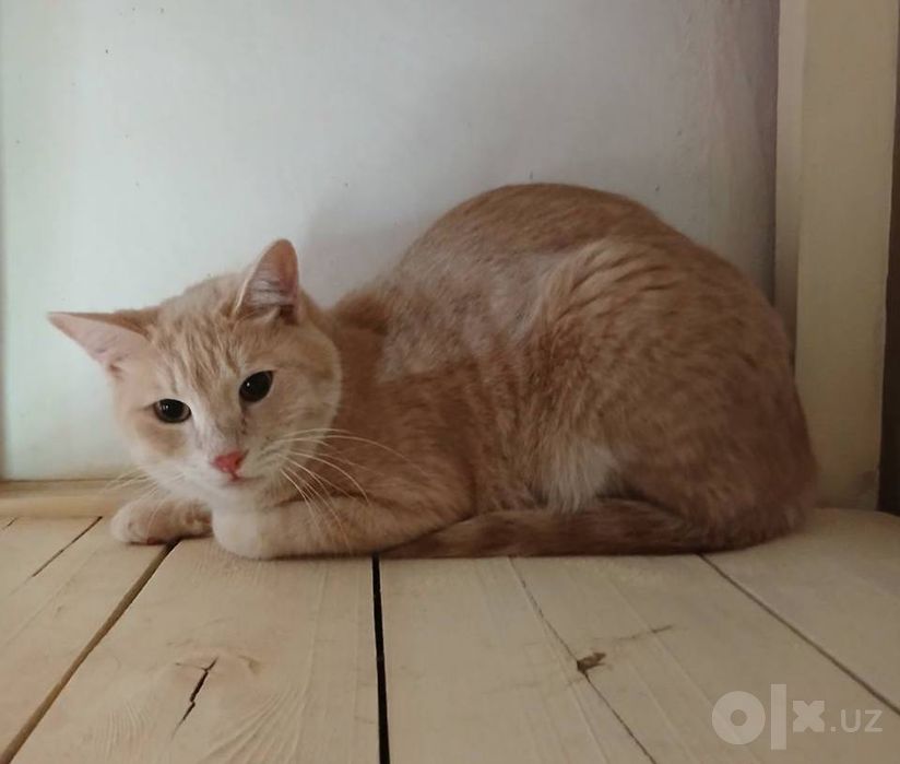 Кот Элтон ищет семью!