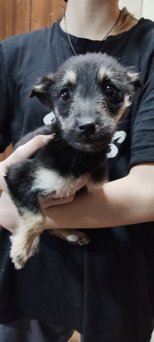 Отдам щенят в добрые руки