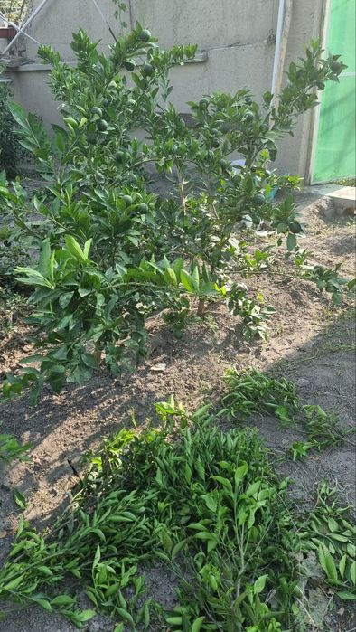 Mandarin koʻchatlari sotiladi