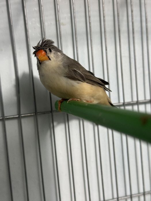 Амадинкала сотилади тайор кушла