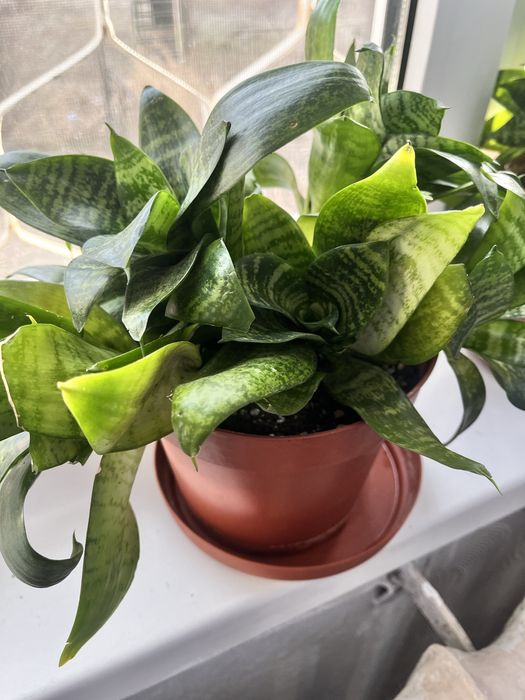 Продам Сансиевирию