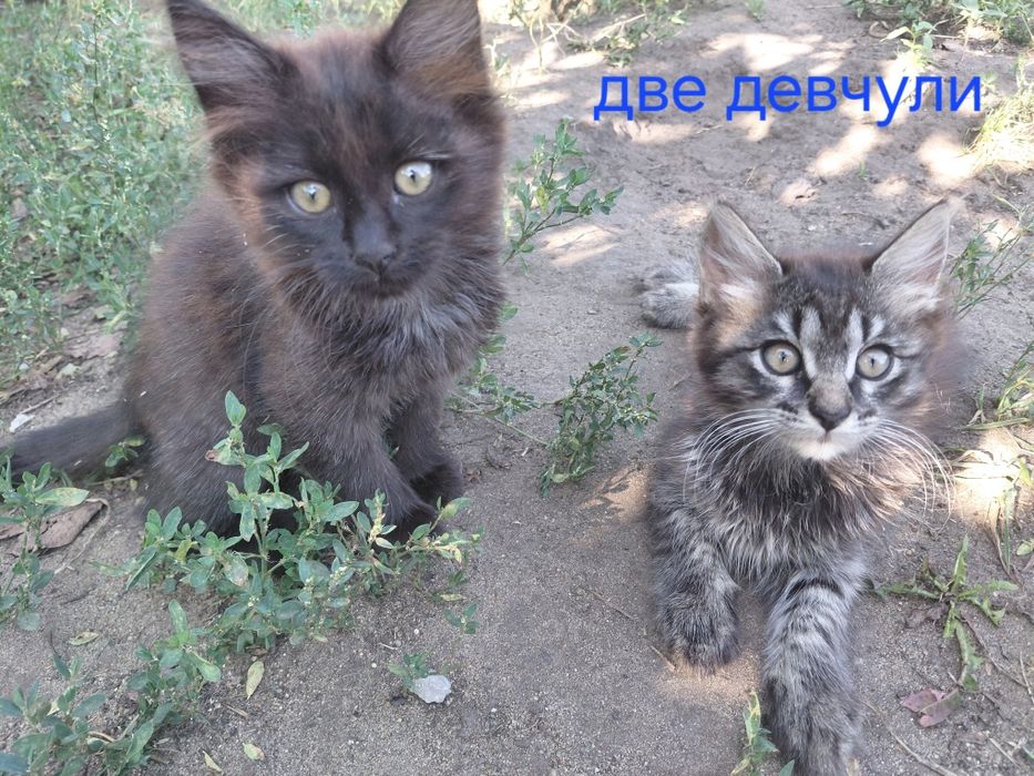 Две девочки и мальчик в ответственные руки