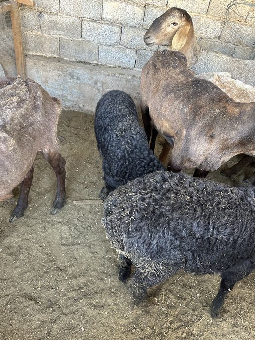 LESA Sotuv Optim Narxda donaga