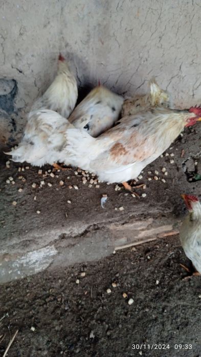 Xurozlar Sotiladi damashni