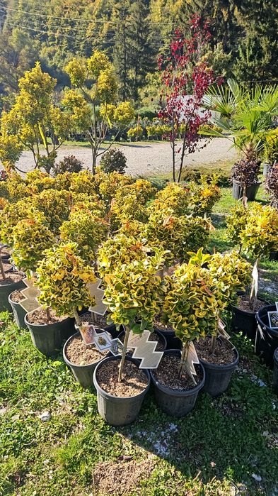 Plante ornamentale de diferite varietății