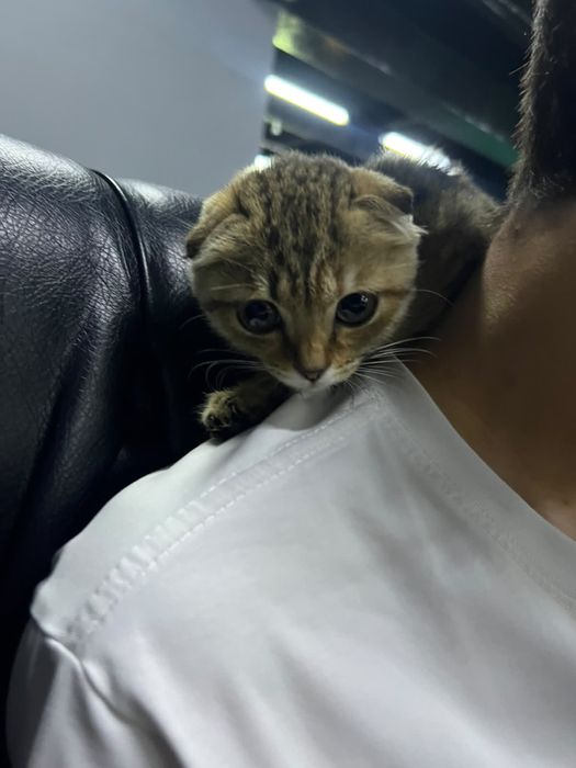 котенок вислоухий