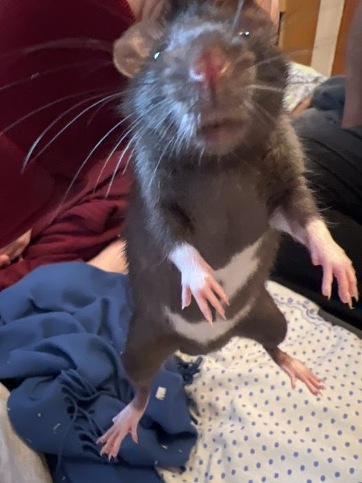 Даю крысу на размножение (Самец)