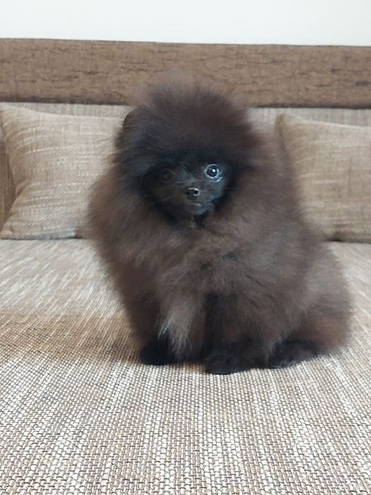 Pomeranian mascul cu pedigree