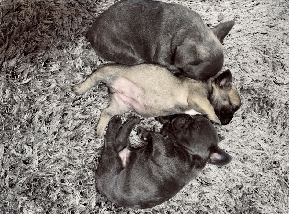 Bulldogi francezi urgent
