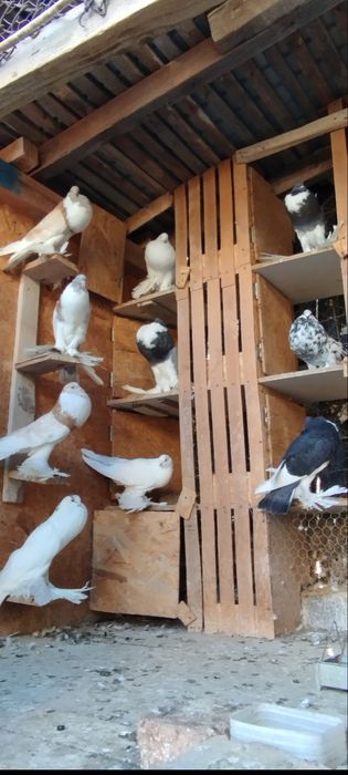 Porumbei creți francezi și gusati de pomerania