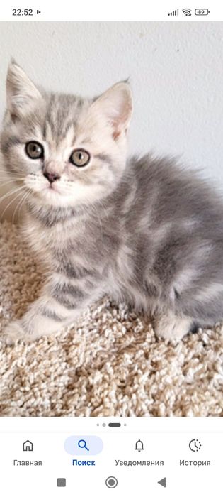 Бриташки 1 месяц 3 недели..Приученны.