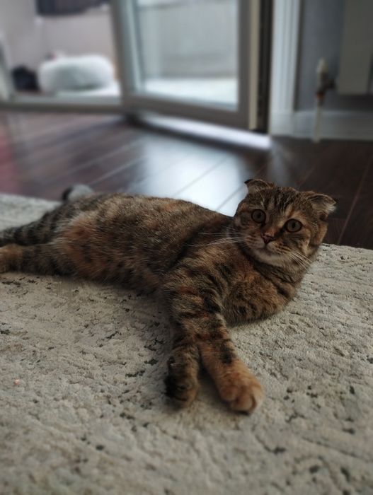 Кошка ласковая, 8мес