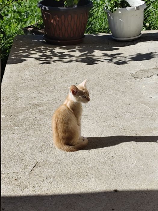 Малки сладки котенца