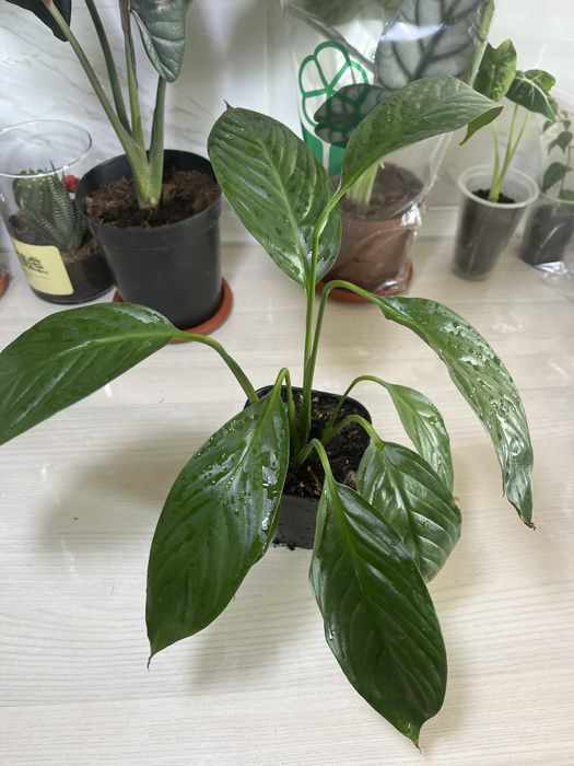 Комнатные растения