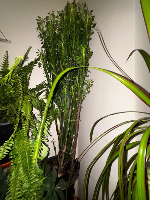 комнатные цветы