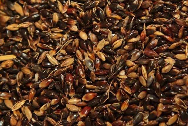 Семена кукурузы, люцерны, подсолнечника