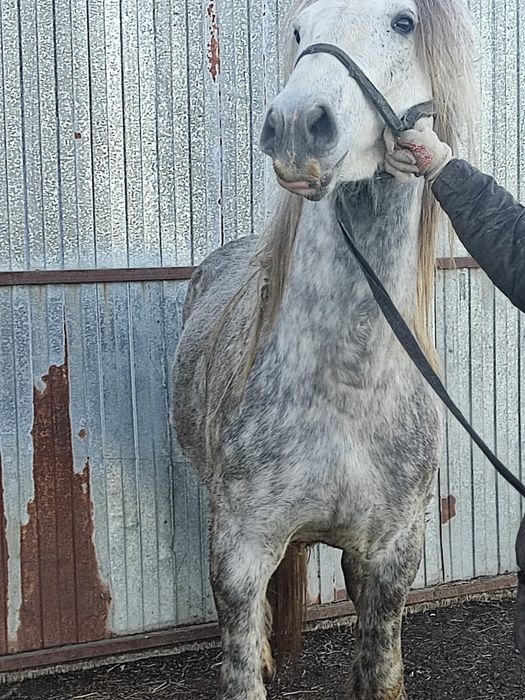 Жеребец полукровный, смесь с першеронном