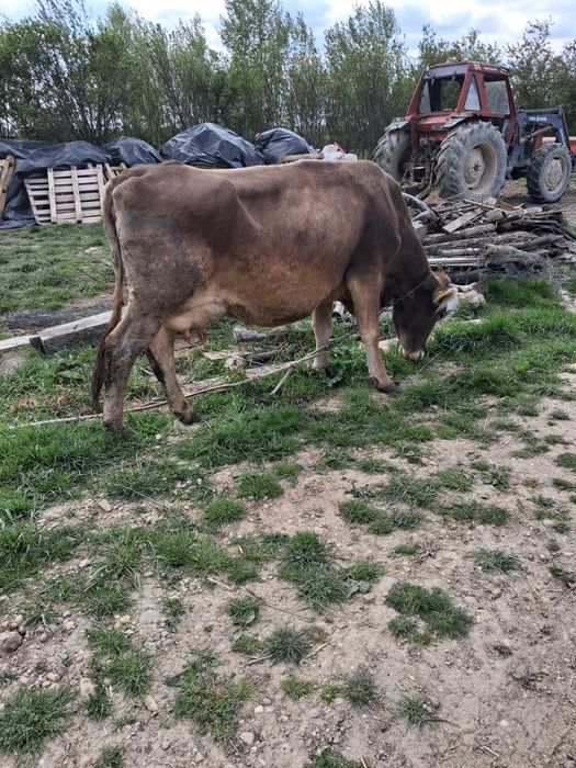 Vând vaca de 6 ani
